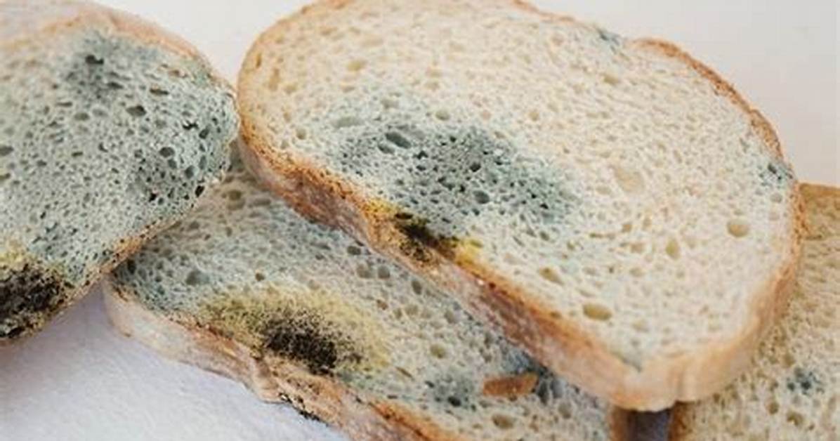 When Is Bread Mouldy?