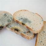 When Is Bread Mouldy?
