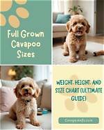 When Is Cavapoo Full Size?