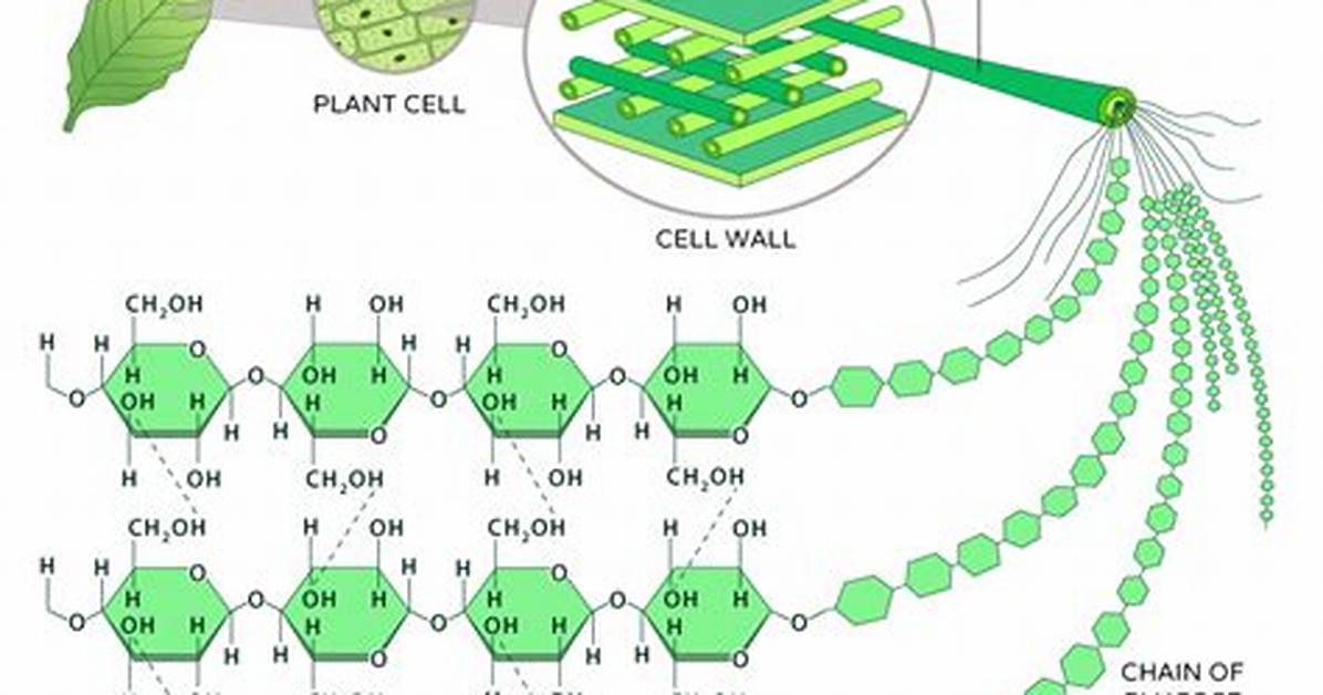 When Is Cellulose Found?