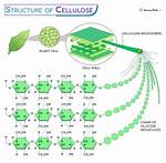 When Is Cellulose Found?