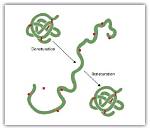 When Is Denaturation Reversible?