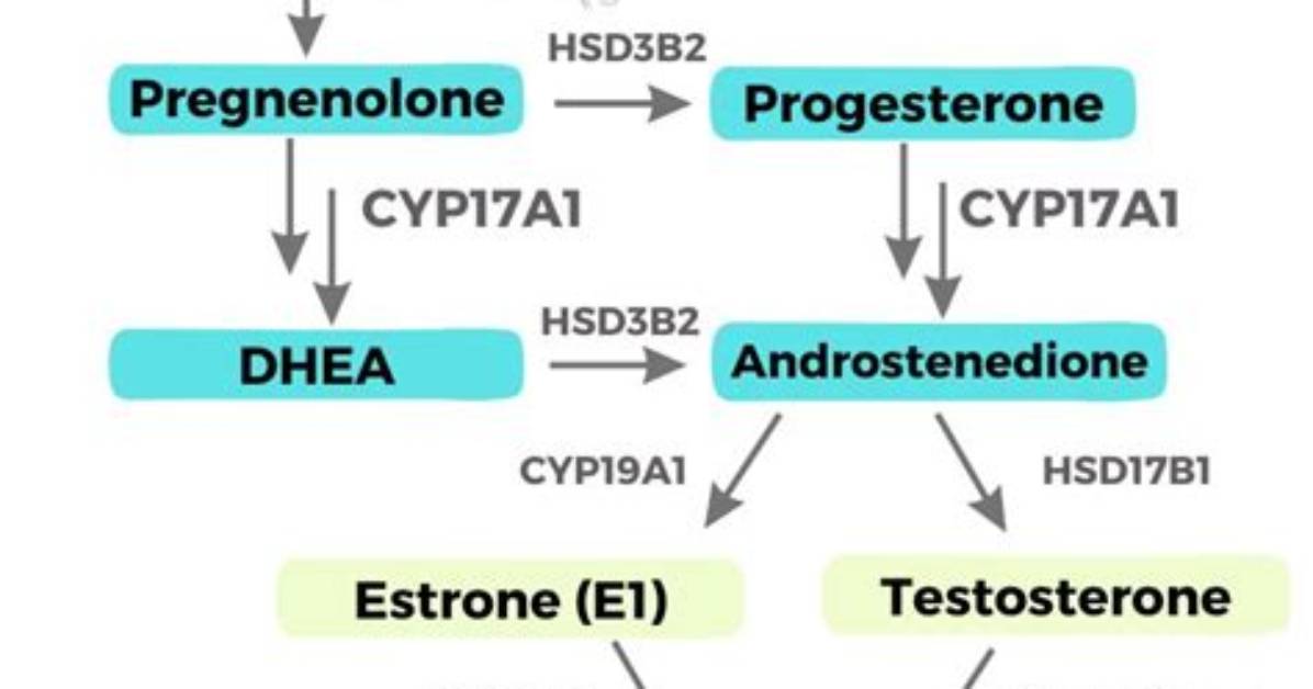 When Is Estrone Produced?