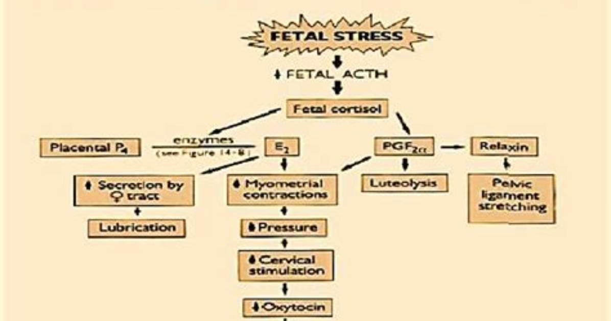 When Is Parturition Complete?