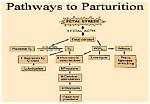 When Is Parturition Complete?