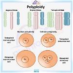 When Is Polyploidy Useful?