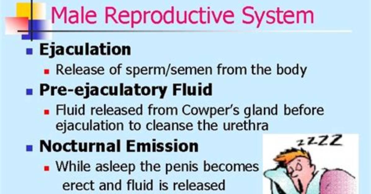 When Is Pre Ejaculatory Fluid Released?