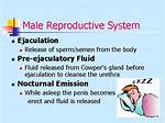 When Is Pre Ejaculatory Fluid Released?