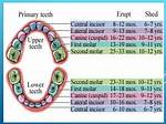 When Is Primary Dentition Complete?