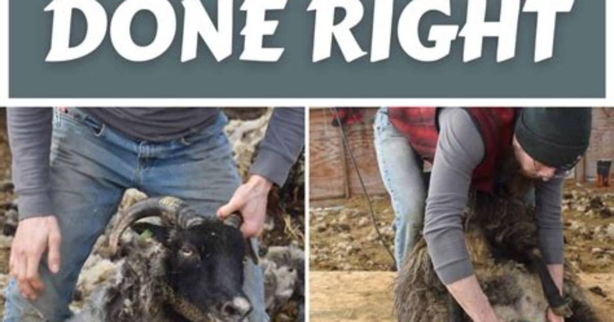 When Is Shearing Done?