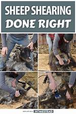 When Is Shearing Done?