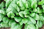When Is Spinach Ready?