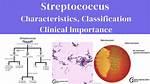 When Is Streptococcus Capitalized?
