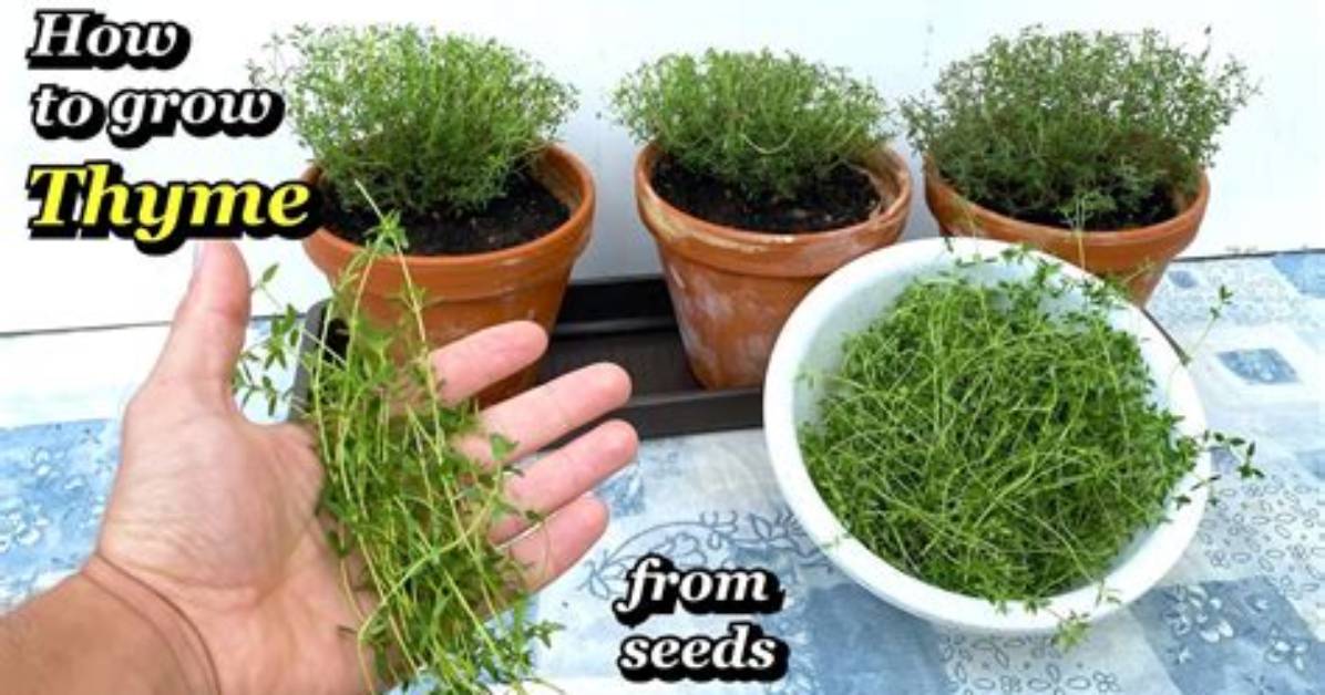 When Is Thyme Grown?