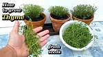When Is Thyme Grown?