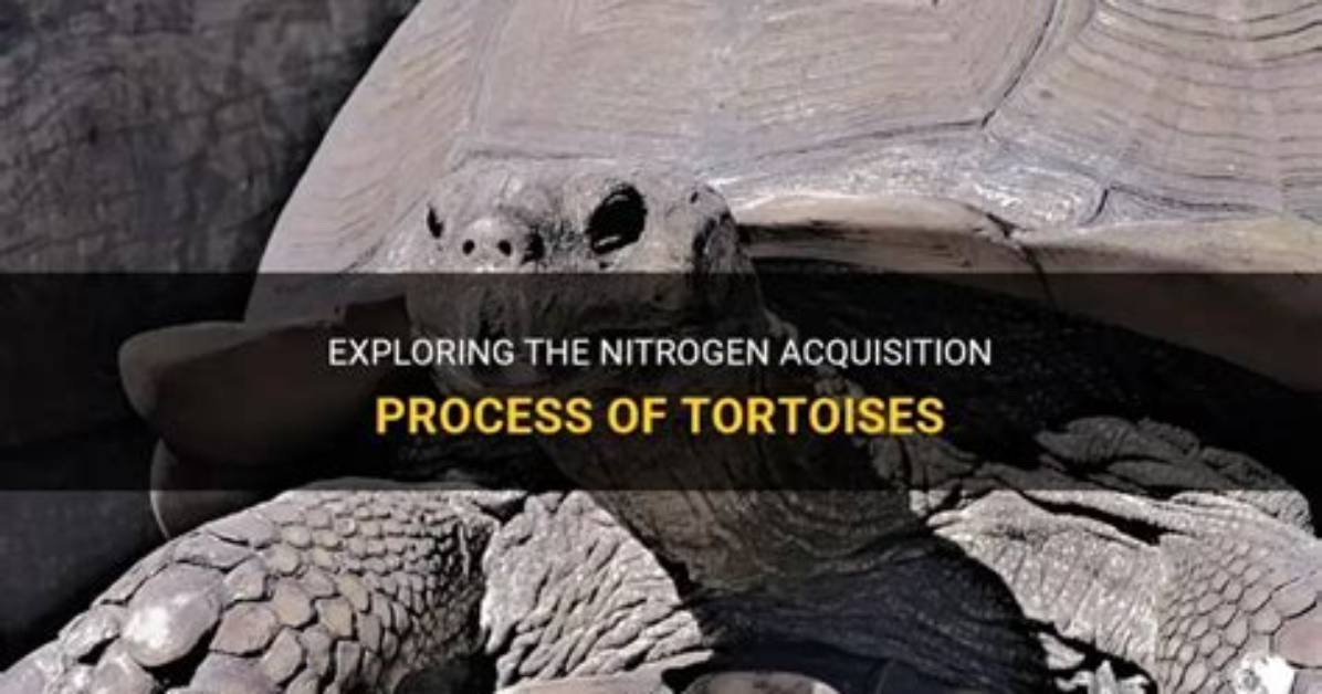When Is Tortoise Acquisition?