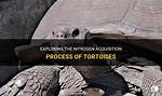 When Is Tortoise Acquisition?