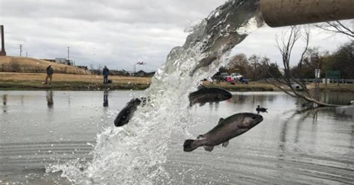 When Is Trout Stocking?