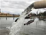 When Is Trout Stocking?