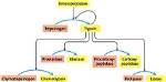 When Is Trypsin Activated?