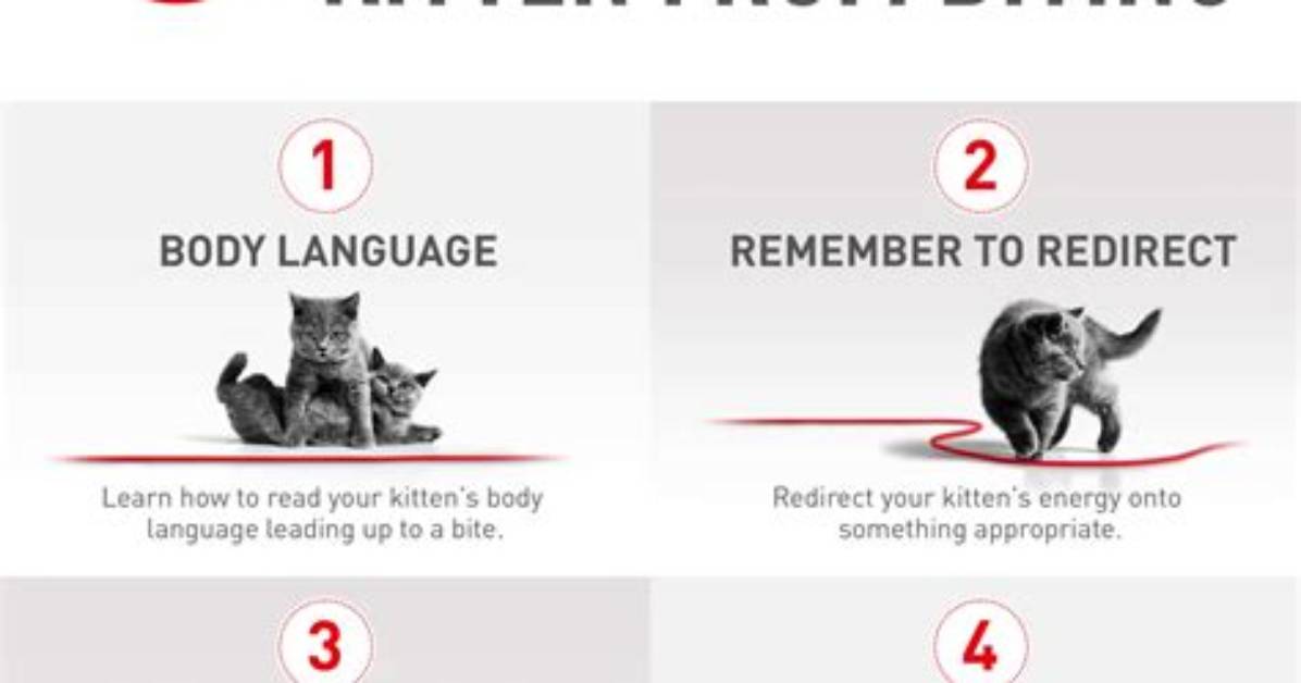 When Kittens Stop Biting?