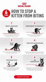 When Kittens Stop Biting?