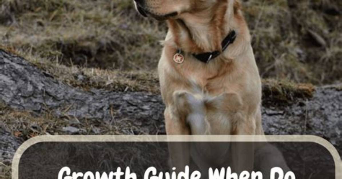 When Labrador Stop Growing?