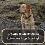 When Labrador Stop Growing?