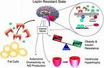 When Leptin Secretion Occurs?