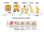 When Lungs Develop in Fetus?