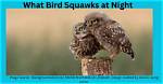 When My Bird Squawks?
