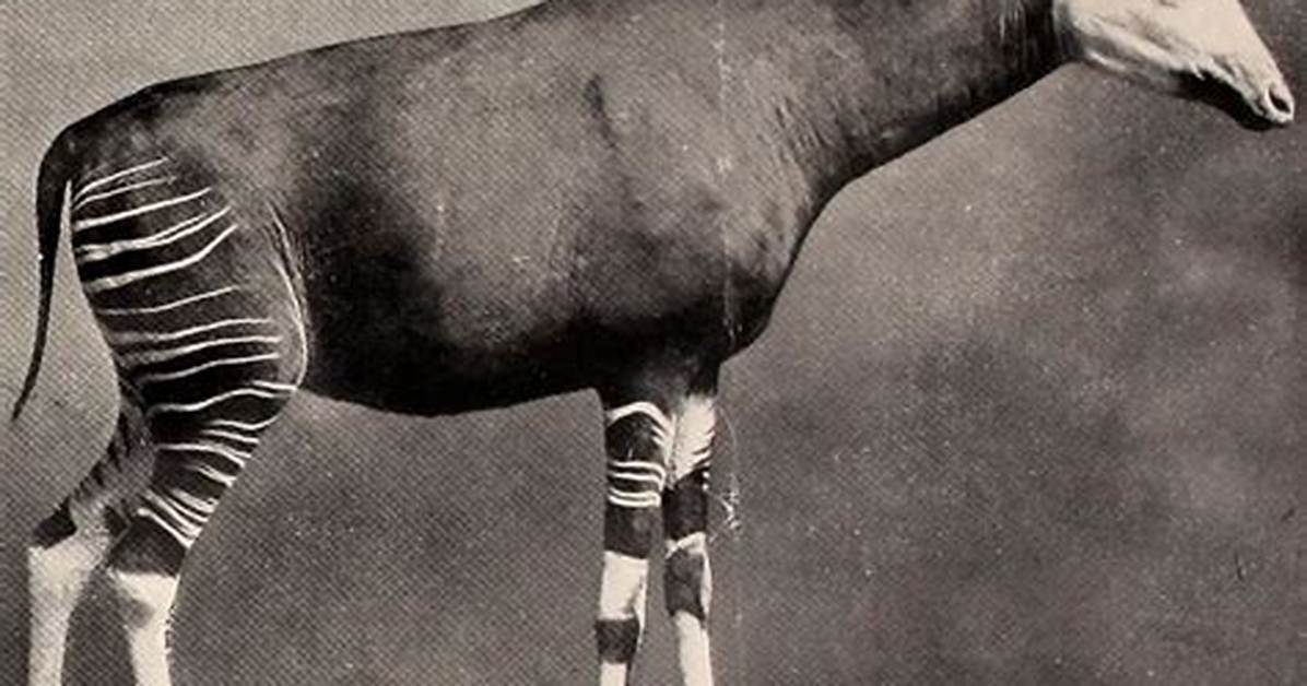 When Okapi Was Discovered?