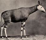 When Okapi Was Discovered?