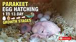 When Parakeet Eggs Hatch?