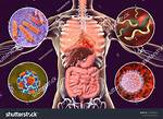When Pathogens Enter the Body?
