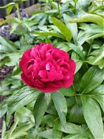When Peonies Have Flowered?