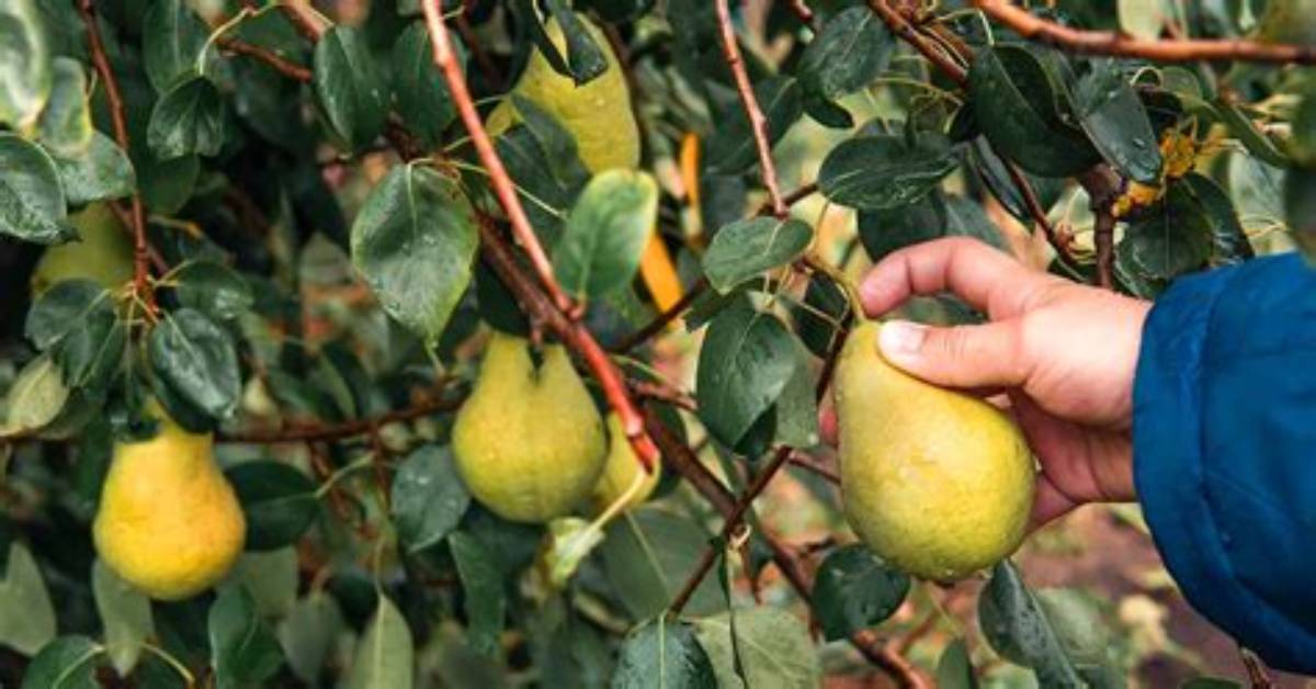 When Pick Pears off Tree?