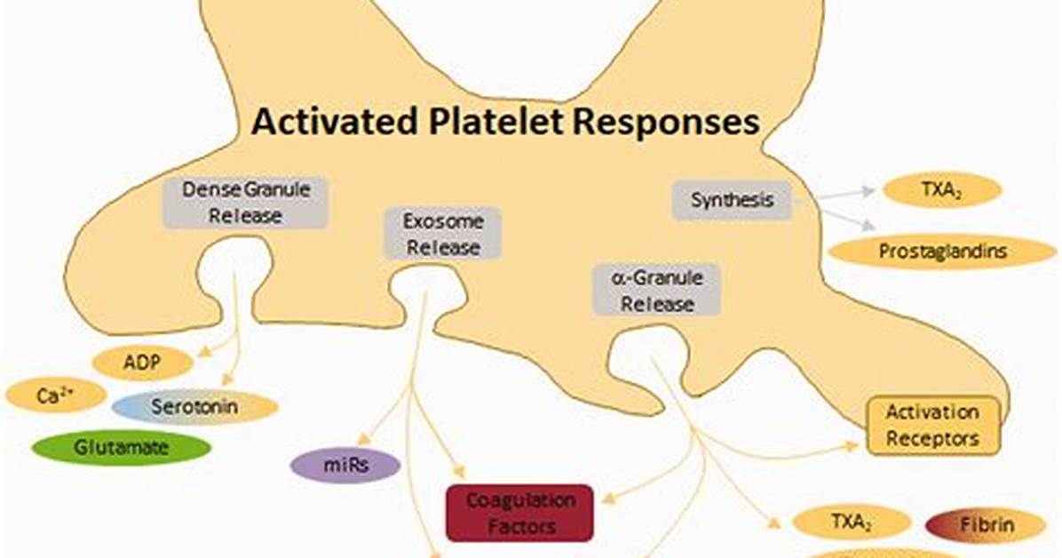 When Platelets Degranulate They Release?