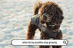 When Poodle Stop Growing?