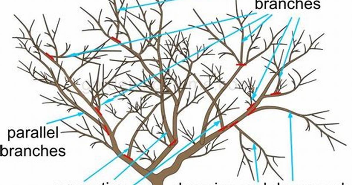 When Prune Apple Trees?