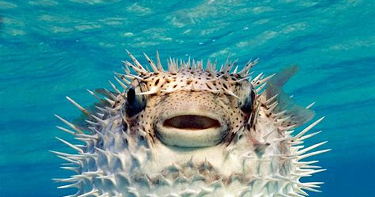 When Puffer Fish Puff?