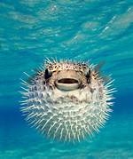 When Puffer Fish Puff?