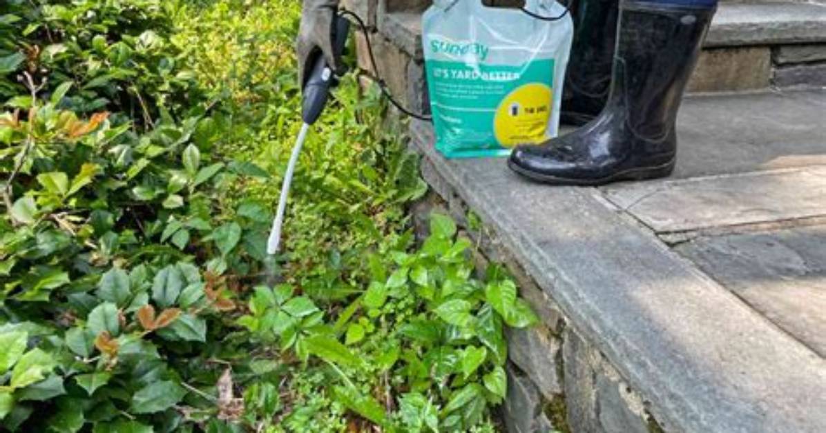 When Put Down Weed Killer?