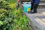 When Put Down Weed Killer?