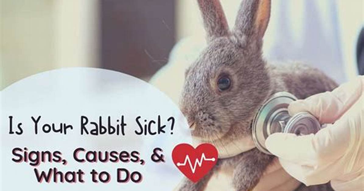 When Rabbit Is Sick?