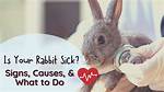 When Rabbit Is Sick?