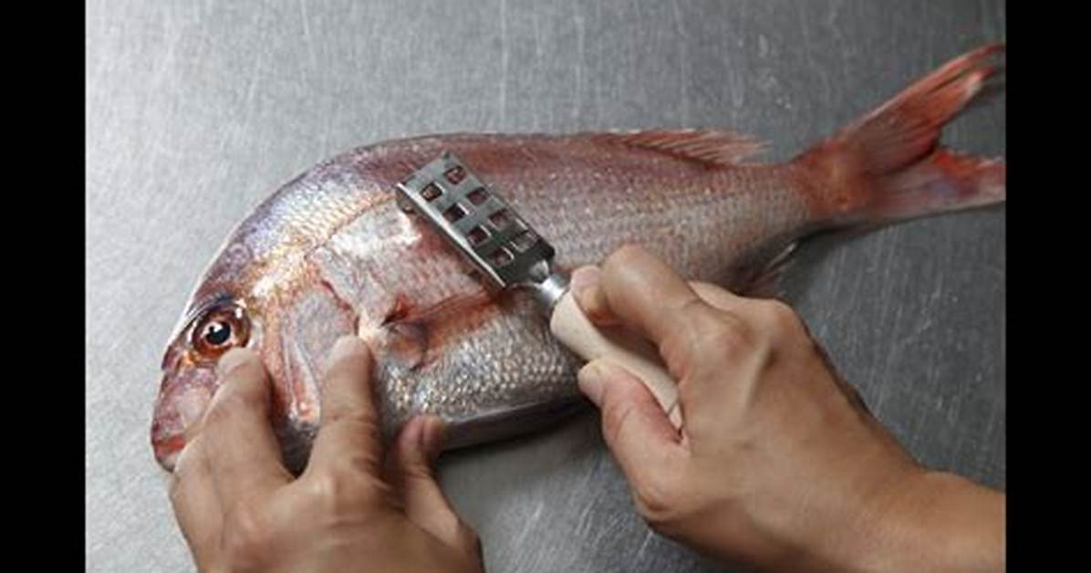 When Scaling a Fish?