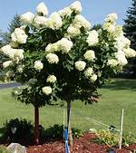 When Should a Hydrangea Tree Be Pruned
