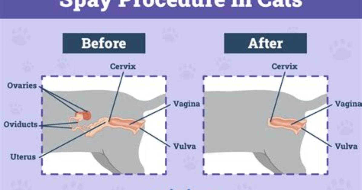 When Should Cat Get Spayed?