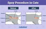 When Should Cat Get Spayed?